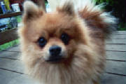lilbear_dog.jpg
