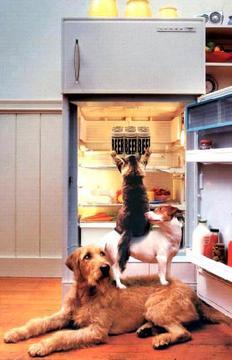 cat_raids_refrigeratoer.jpg